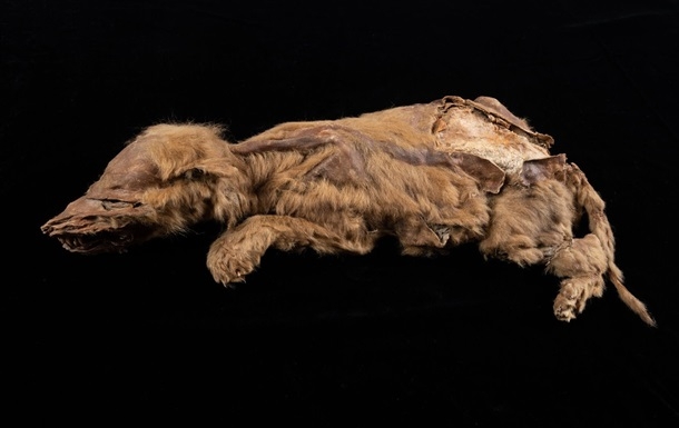 На руднике в Канаде нашли мумию волка, пролежавшего в земле 57 тысяч лет
