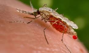 В Харькове мужчина умер от малярии, которую привез из Экваториальной Гвинеи