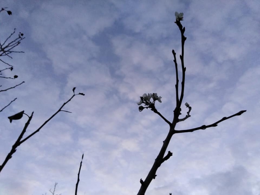 В николаевском парке в конце декабря зацвели деревья