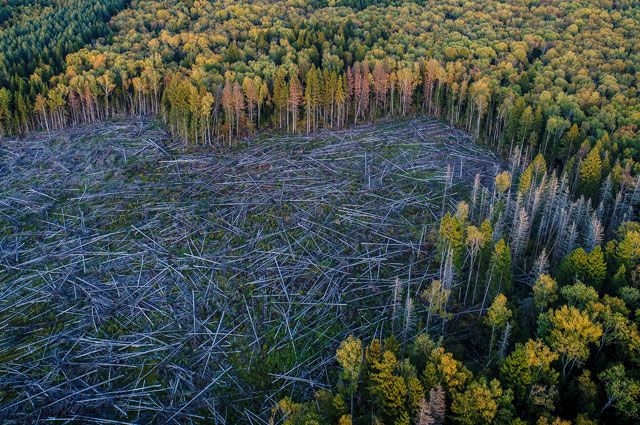 За последние 30 лет в мире было уничтожено около 420 миллионов гектаров леса - ООН
