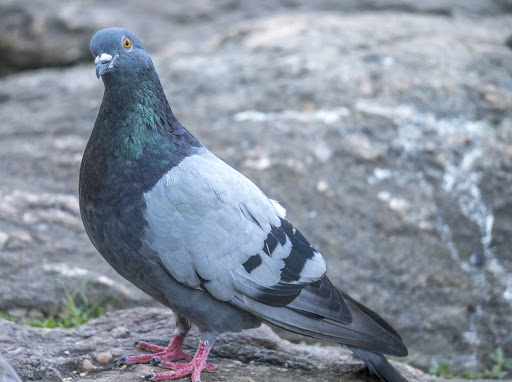 В Австралии за нарушение карантина хотят усыпить голубя 