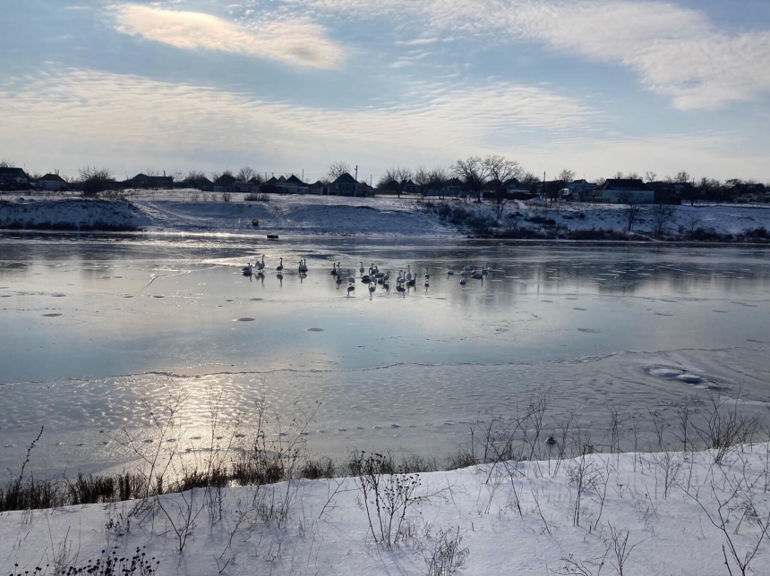 В ГСЧС Николаевской области призвали не спасать «замерзающих» лебедей
