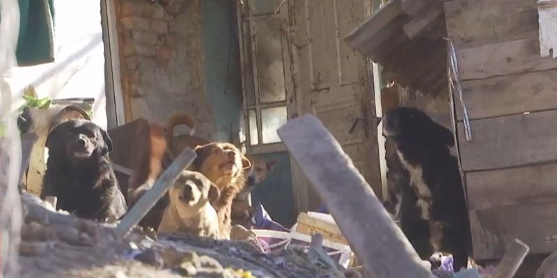 Под Винницей нашли растерзанной женщину, которая ухаживала за бездомными псами 