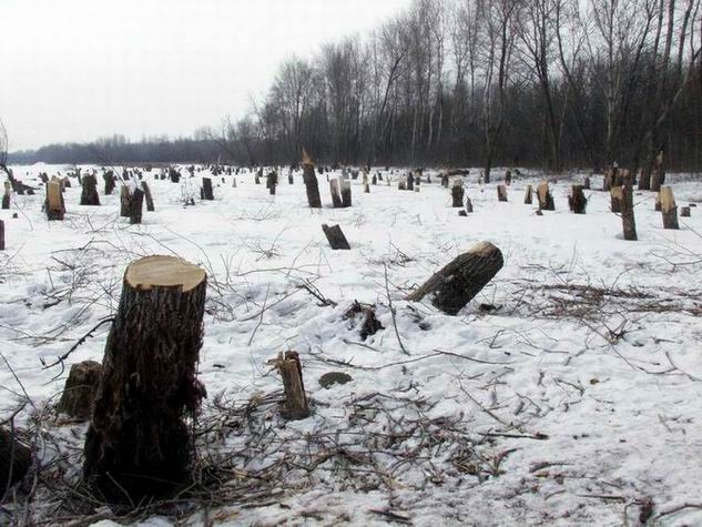 Директор одесского лесхоза незаконно вырубил деревья на 5 млн. грн.
