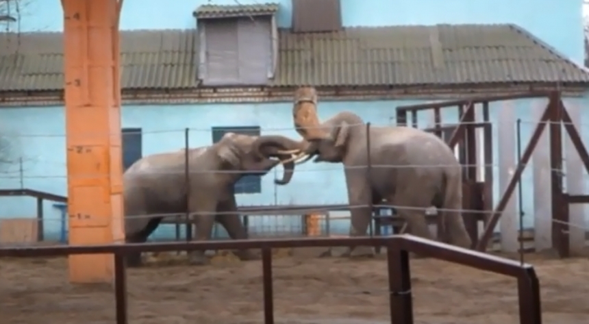 В Николаевском зоопарке показали «слоновьи игры». ВИДЕО