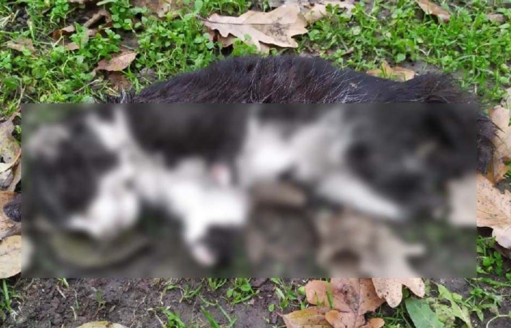 Полиция Одесской области задержала и отпустила парня, который отрезал лапы котам