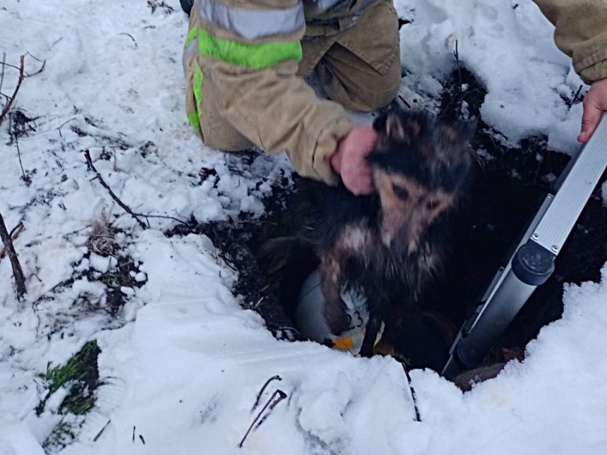 Спасатели Николаевской области достали из колодца собаку
