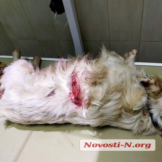 В Николаеве изверги били и стреляли в бездомную собаку — у животного два пулевых ранения
