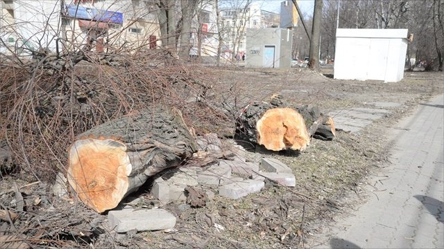 В Николаевской области срубили более 70 живых деревьев