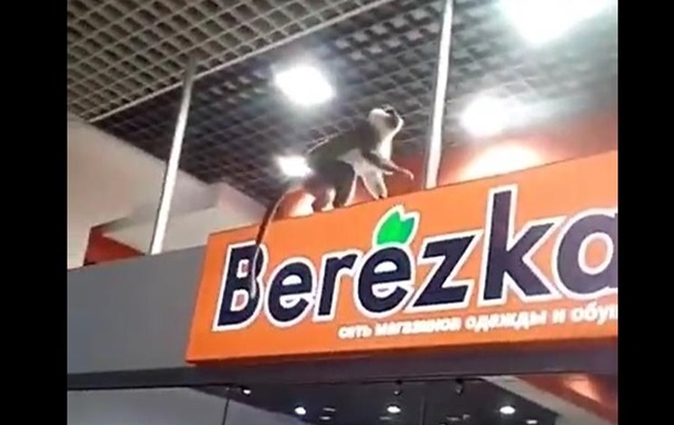 В торговом центре Харькова посетители ловили обезьяну. ВИДЕО