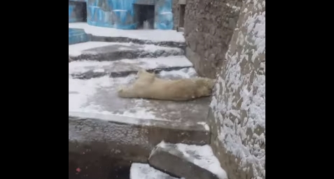 В Николаевском зоопарке показали, как белый медведь радуется снегу. ВИДЕО