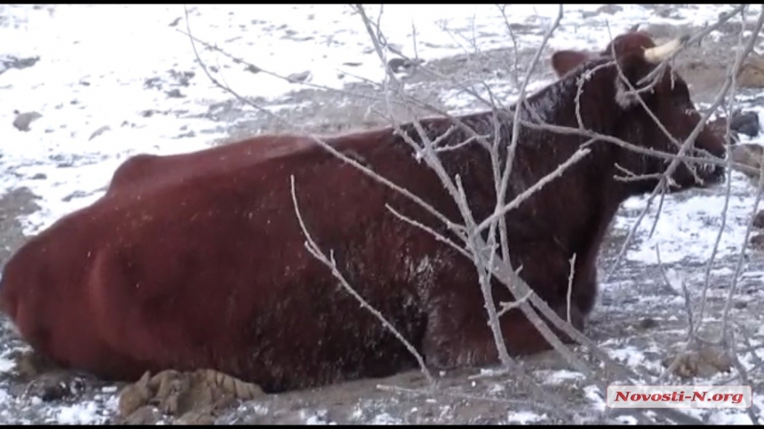 «Концлагерь для скота»: в селе на Николаевщине фермера обвинили в издевательстве над животными