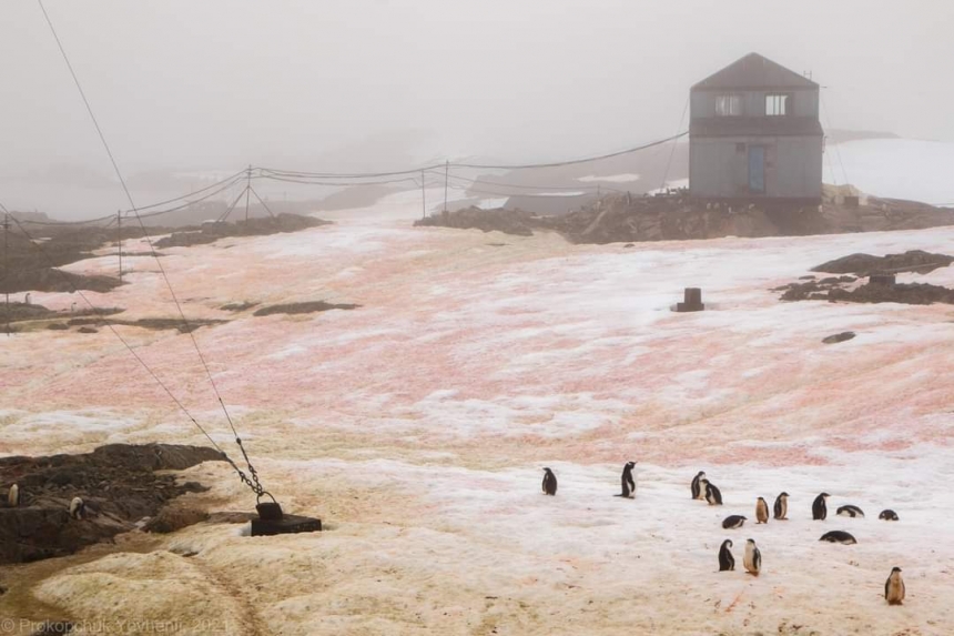 Возле украинской станции в Антарктиде снег окрасился в зеленый и малиновый цвета