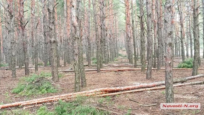 Вырубка леса в Николаеве: полиция открыла производство