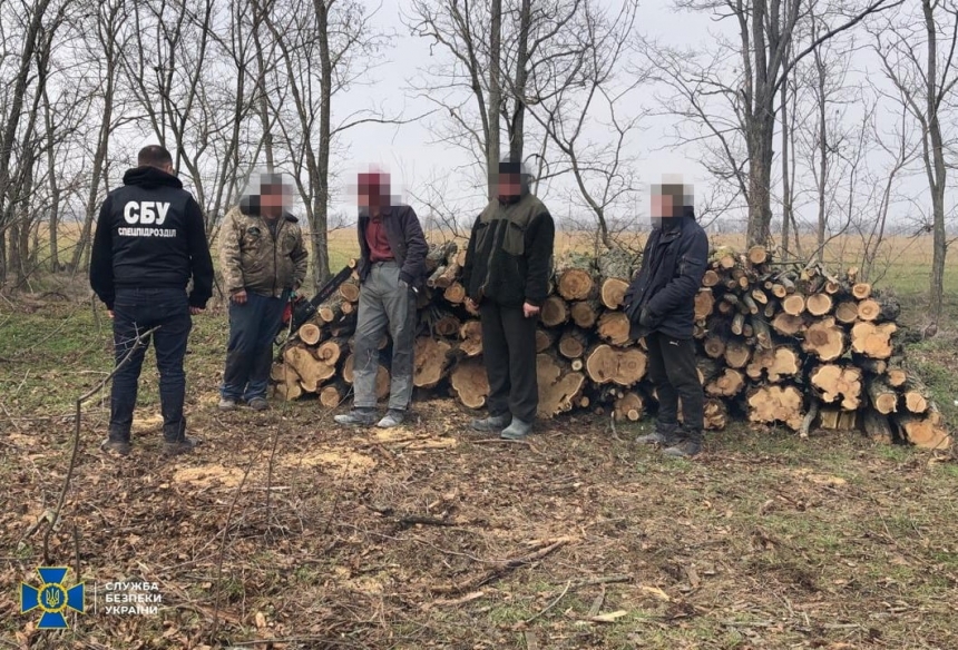 СБУ задержала чиновников Вознесенского лесхоза, которые вырубили ценные деревья на продажу