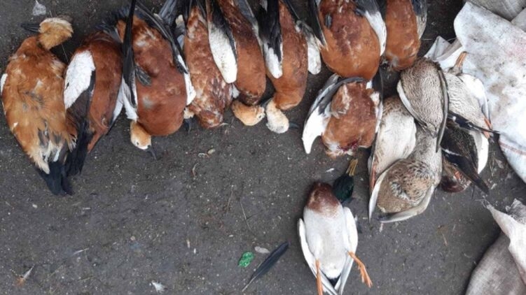 В заповеднике «Аскания-Нова» за последнюю неделю зимы в муках погибли сотни птиц