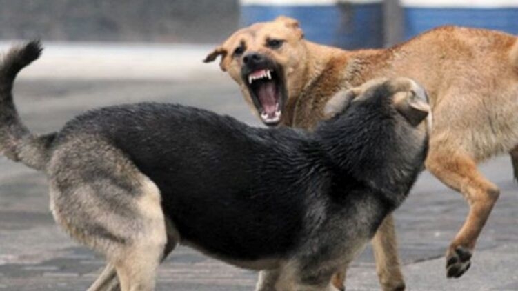 В Каневском заповеднике бродячие собаки за три дня растерзали полтора десятка косуль