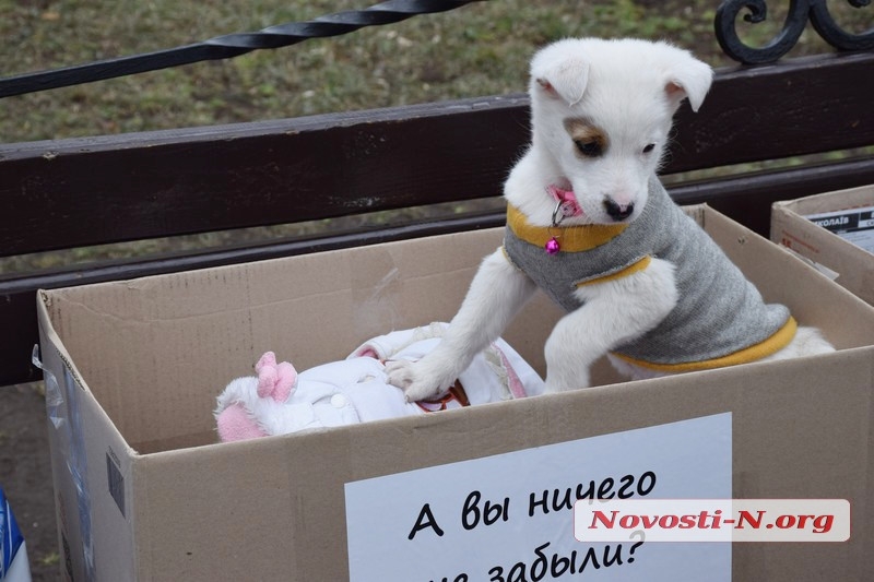 «У счастья нет породы!» - в Николаеве прошла выставка беспородных собак. ФОТО