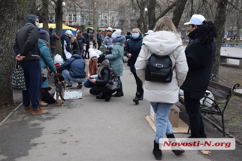 «У счастья нет породы!» - в Николаеве прошла выставка беспородных собак. ФОТО