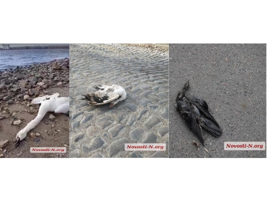 «Сообщений не поступало»: в Николаевской больнице ветмедицины прокомментировали гибель птиц