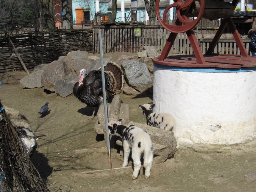 В Николаевском зоопарке показали, как подросли барашки святого Якова. ФОТО