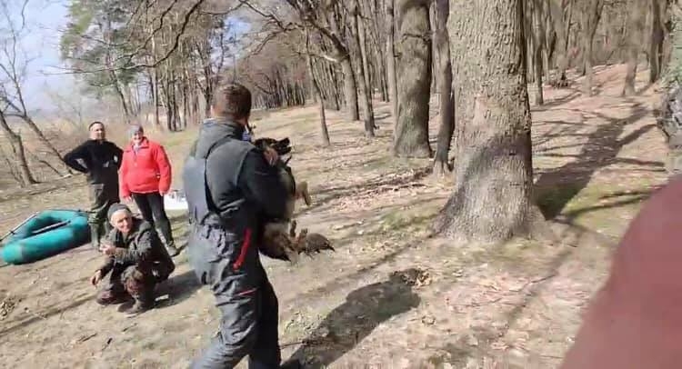 В Харьковской области со льдины сняли собаку, которая неделю дрейфовала на ней без еды