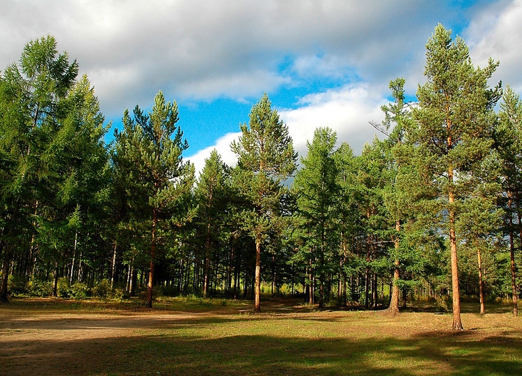 В Николаевской области фермер самовольно занял участок на территории лесного хозяйства
