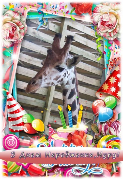 Сегодня день рождения у самого высокого обитателя Николаевского зоопарка