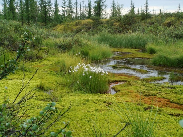 В Николаевской области меняется экосистема: реки превращаются в болото