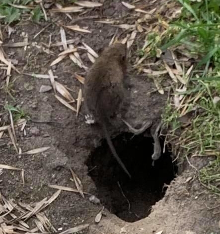 В центре Николаева заметили «свободно гуляющих» крыс
