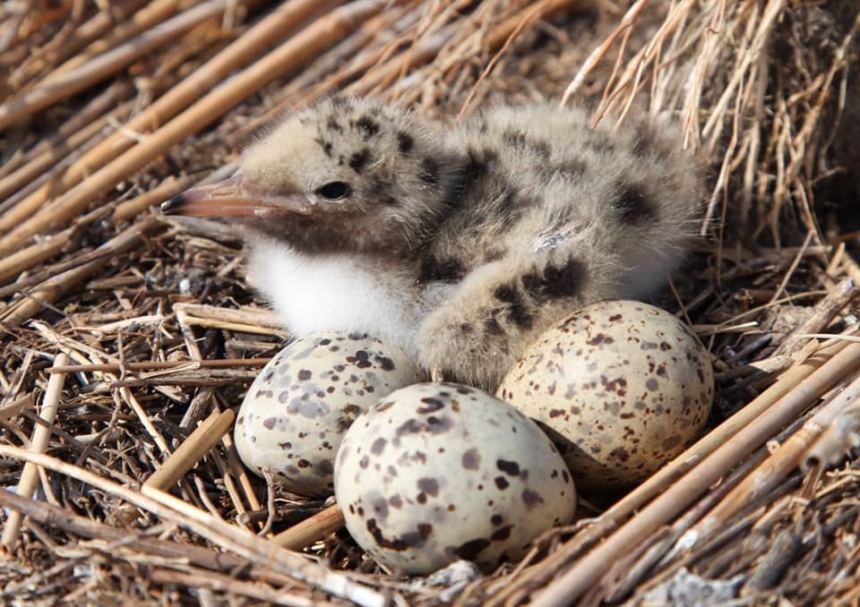 На Тилигульском лимане начали сооружать искусственные гнезда для птиц   