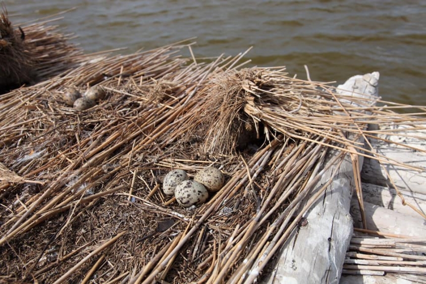 На Тилигульском лимане начали сооружать искусственные гнезда для птиц   