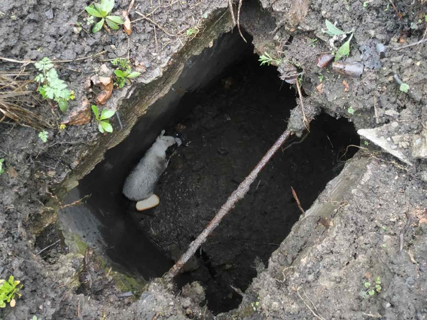 Николаевские спасатели достали щенка, провалившегося в выгребную яму