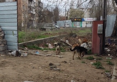 Николаевцы пожаловались на стаю агрессивных собак, обитающую в районе рынка. ВИДЕО