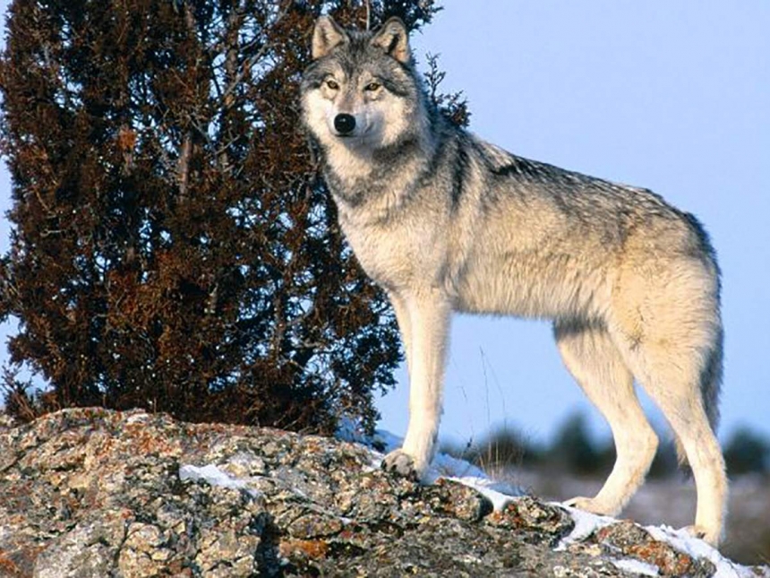 На Кинбурнской косе волки нападают на домашних животных – жители просят отстреливать хищников