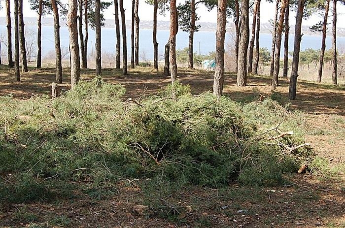 Николаевский горсовет отдал под застройку участок в сосновом урочище