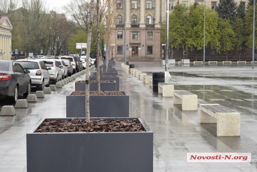 В Николаеве на Серую площадь вернули деревья в кадках