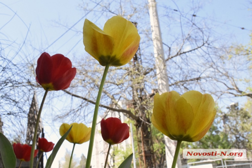 Весна по-николаевски: как цветет город. ФОТОРЕПОРТАЖ