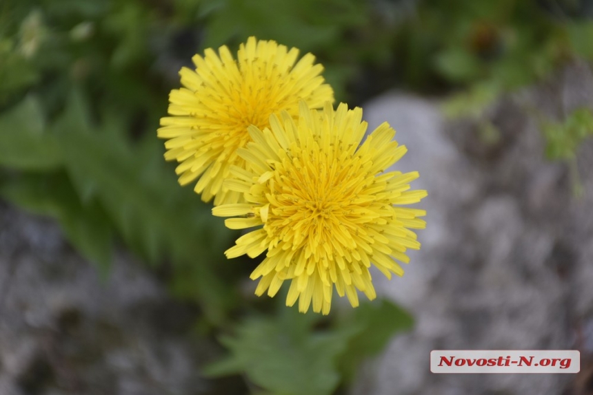 Весна по-николаевски: как цветет город. ФОТОРЕПОРТАЖ