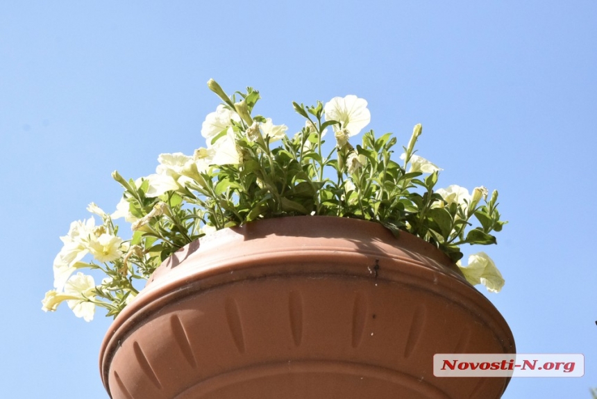 Весна по-николаевски: как цветет город. ФОТОРЕПОРТАЖ
