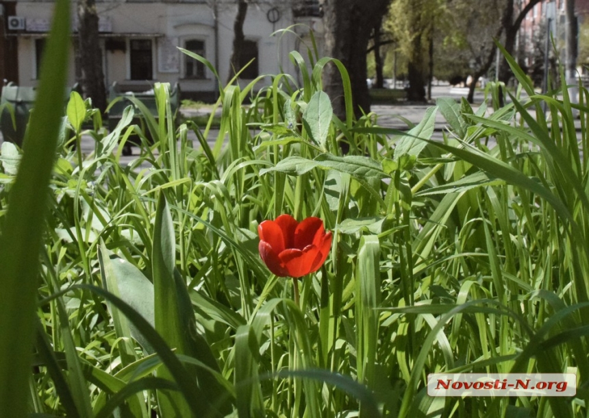 Весна по-николаевски: как цветет город. ФОТОРЕПОРТАЖ