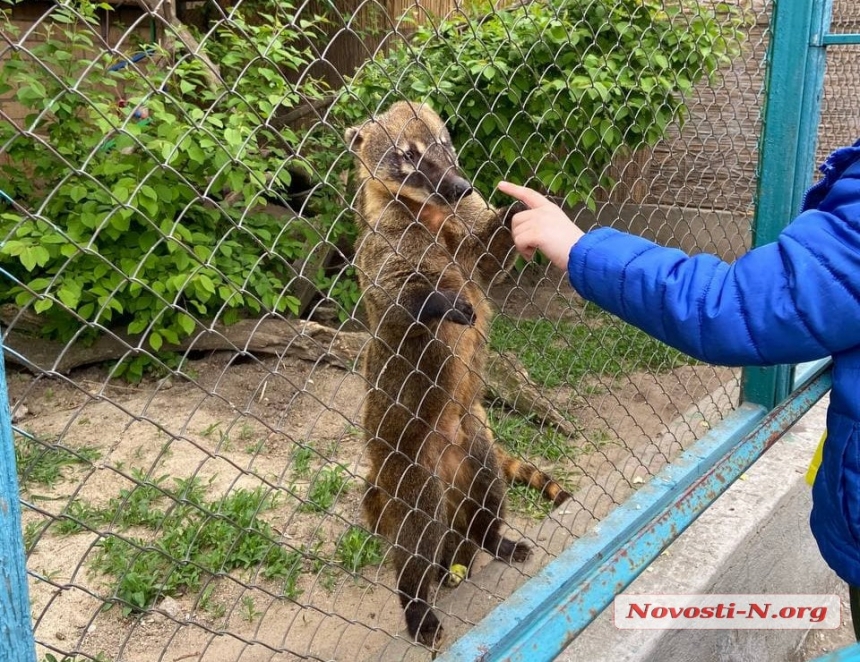 Николаевский зоопарк в первые выходные после выхода из «красной» зоны: животные «позируют» посетителям