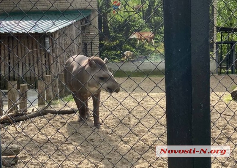 Николаевский зоопарк в первые выходные после выхода из «красной» зоны: животные «позируют» посетителям
