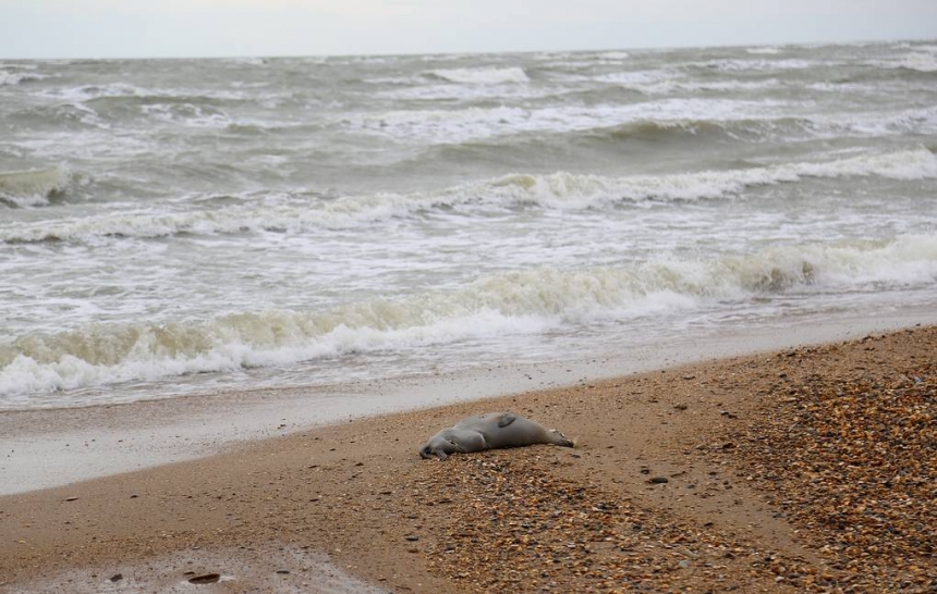 У Каспийского моря нашли 150 трупов краснокнижных нерп - с животных содрали шкуру