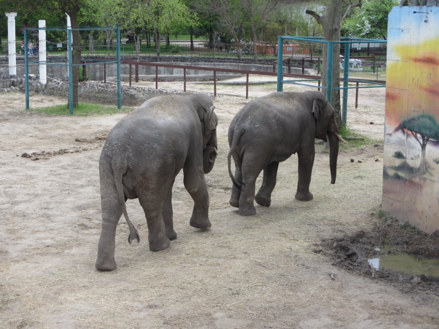 В Николаевском зоопарке слон Шанти празднует свой день рожденья – ему исполнилось 13 лет