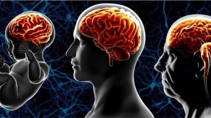 Ученые назвали семь способов, как замедлить старение человеческого мозга