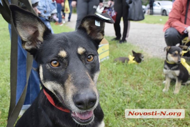 «У счастья нет породы!» - в Николаеве прошла выставка беспородных собак. ФОТО