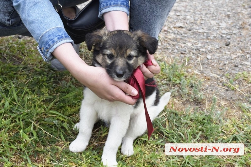 В Николаеве благодаря акции за день 11 бездомных собак обрели хозяев