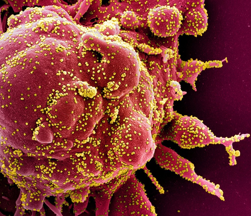 Ученые выяснили, как мутации коронавируса позволяют ему сбежать от иммунитета