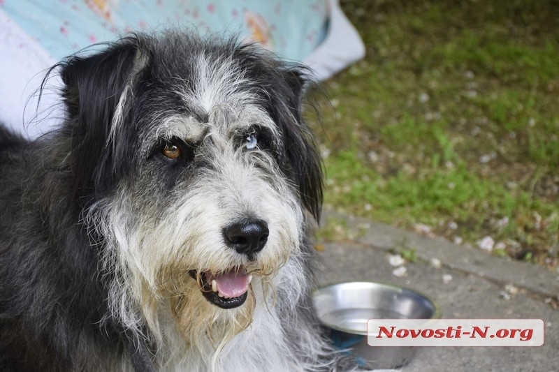 В Николаеве благодаря выставке около 20 бездомных собак «нашли» себе хозяев